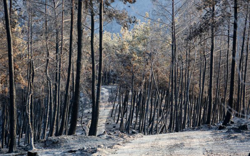 Euphoresis: Τζελ που θα δίνει ζωή σε καμένα δάση σχεδίαζαν φοιτητές από Θεσσαλονίκη