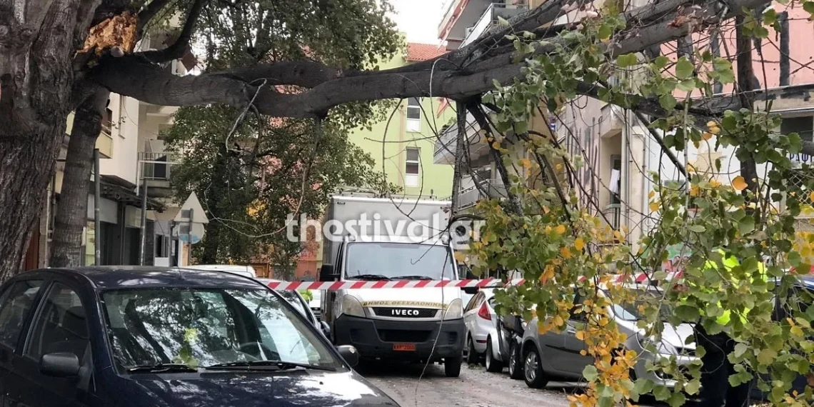 Θεσσαλονίκη: Πτώσεις δέντρων λόγω των ισχυρών ανέμων – Φθορές σε οχήματα (φωτο)