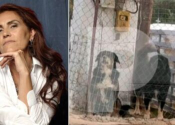 Θεσσαλονίκη: Αυτά είναι τα 3 σκυλιά που σκότωσαν την 50χρονη Ελισάβετ (ΦΩΤΟ)