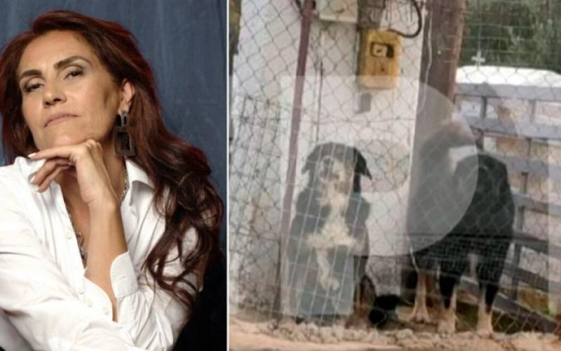 Θεσσαλονίκη: Αυτά είναι τα 3 σκυλιά που σκότωσαν την 50χρονη Ελισάβετ (ΦΩΤΟ)