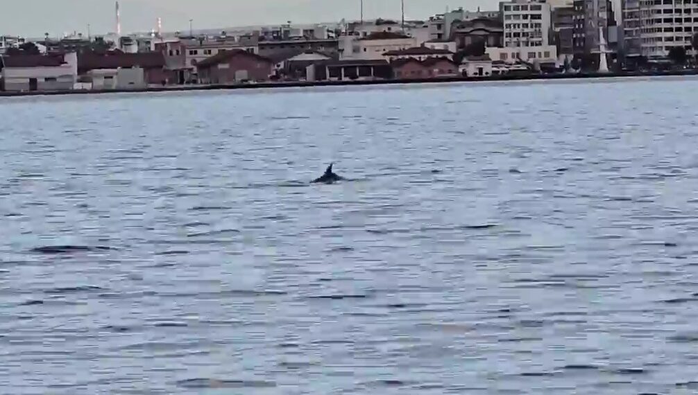 Θεσσαλονίκη: Δελφίνια έκαναν την εμφάνισή τους στον Θερμαϊκό Κόλπο – Δείτε βίντεο