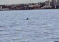 Θεσσαλονίκη: Δελφίνια έκαναν την εμφάνισή τους στον Θερμαϊκό Κόλπο – Δείτε βίντεο