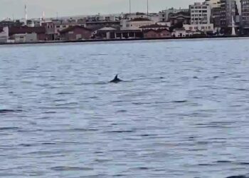 Θεσσαλονίκη: Δελφίνια έκαναν την εμφάνισή τους στον Θερμαϊκό Κόλπο – Δείτε βίντεο