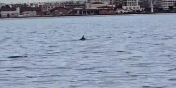Θεσσαλονίκη: Δελφίνια έκαναν την εμφάνισή τους στον Θερμαϊκό Κόλπο – Δείτε βίντεο
