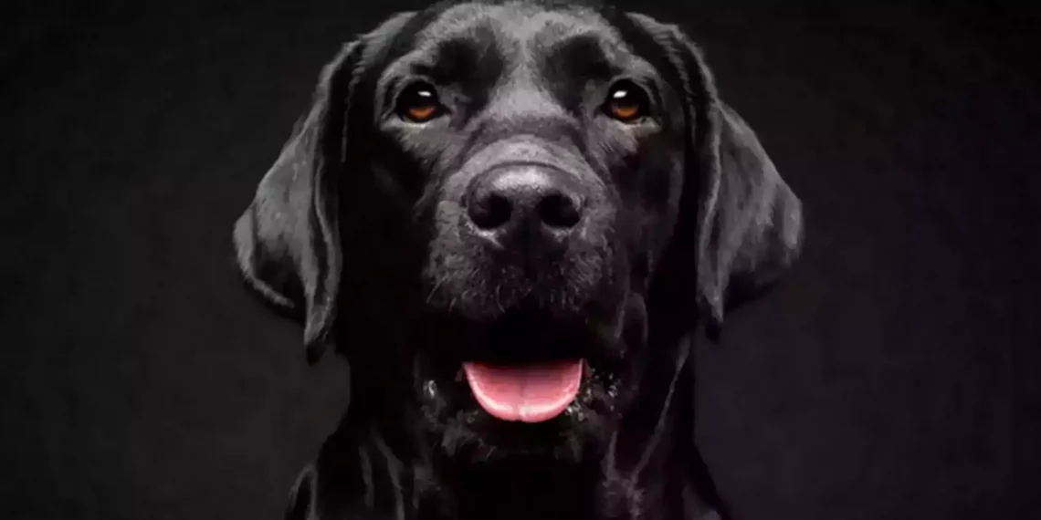 Θεσσαλονίκη: Πυροβόλησε και σκότωσε σκύλο στη Θέρμη, δύο οι συλλήψεις