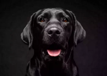 Θεσσαλονίκη: Πυροβόλησε και σκότωσε σκύλο στη Θέρμη, δύο οι συλλήψεις