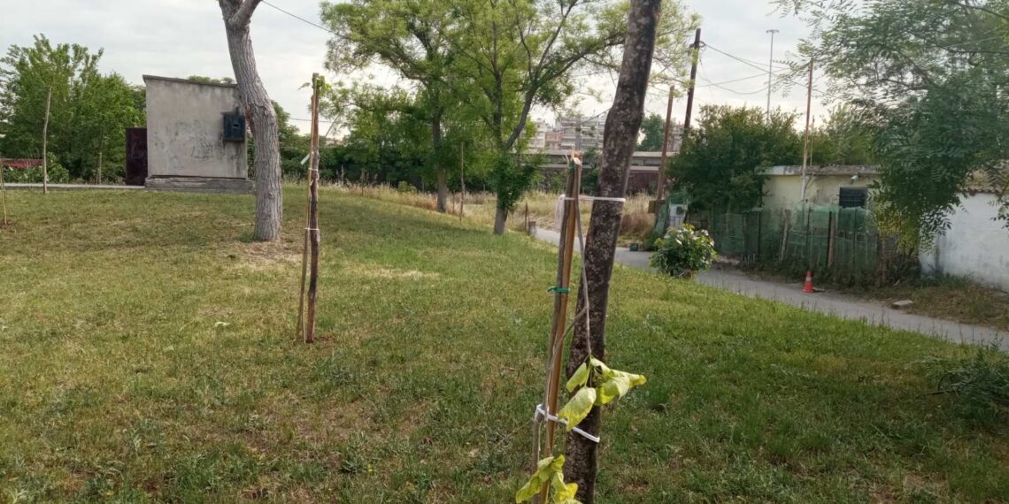 Διαλογή: Βάνδαλοι κατέστρεψαν δέντρα που φυτεύτηκαν για τα θύματα των Τεμπών