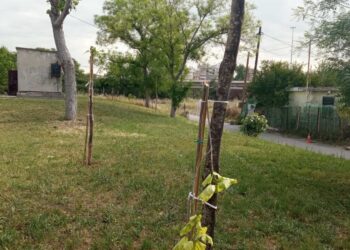 Διαλογή: Βάνδαλοι κατέστρεψαν δέντρα που φυτεύτηκαν για τα θύματα των Τεμπών