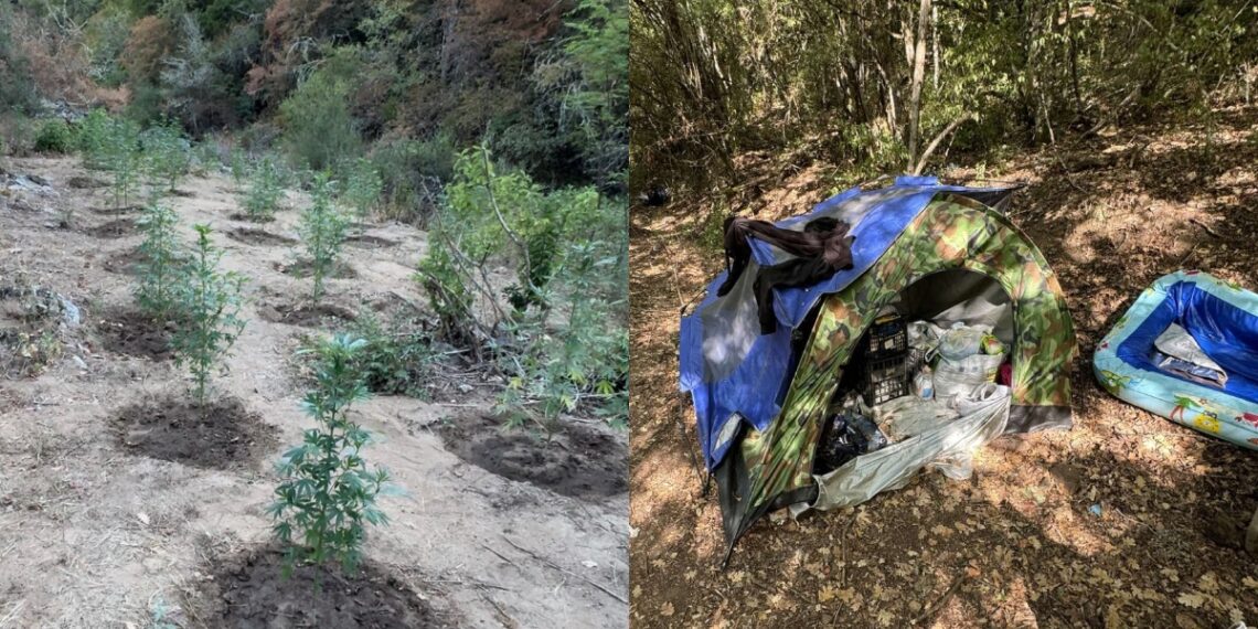 Θεσσαλονίκη: Καλλιεργούσαν πάνω από 1.000 χασισόδεντρα μέσα σε δάσος – Έκαναν κάμπινγκ στη φυτεία για να την προσέχουν (φωτο)