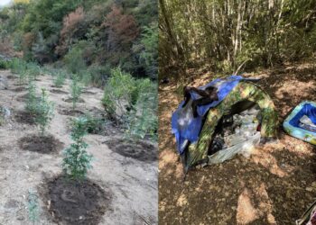 Θεσσαλονίκη: Καλλιεργούσαν πάνω από 1.000 χασισόδεντρα μέσα σε δάσος – Έκαναν κάμπινγκ στη φυτεία για να την προσέχουν (φωτο)