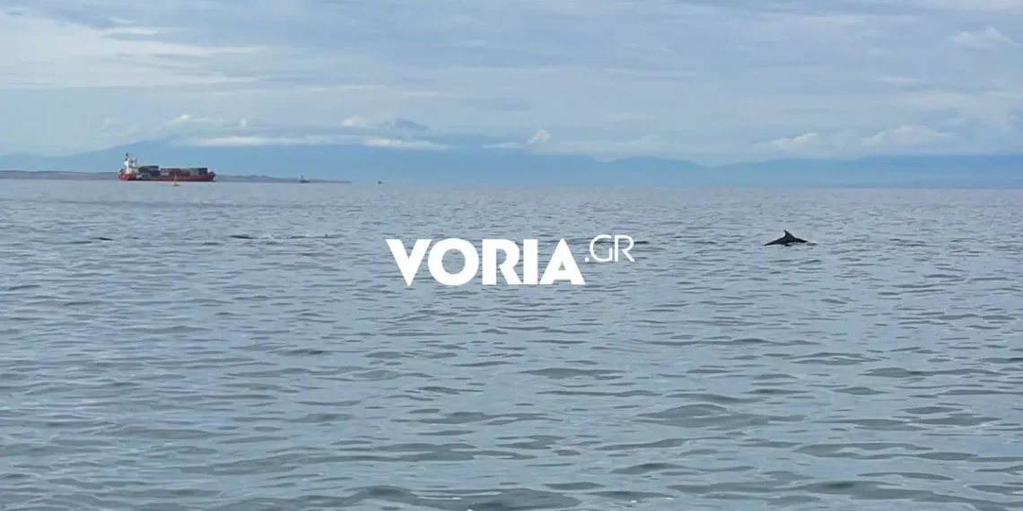 Θεσσαλονίκη: Κοπάδι με δελφίνια βόλταρε στα νερά του Θερμαϊκού (video)