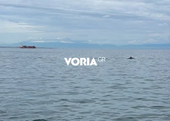 Θεσσαλονίκη: Κοπάδι με δελφίνια βόλταρε στα νερά του Θερμαϊκού (video)