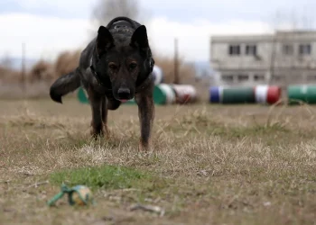 Θεσσαλονίκη: Μπούκαρε σε διαμέρισμα με σκυλιά για να βγάλει τον ενοικιαστή – Tα έβαλε να του επιτεθούν επειδή αρνήθηκε