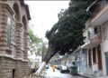 Θεσσαλονίκη: Πεσμένο δέντρο «σκεπάζει» πολυκατοικία για πέντε ολόκληρες μέρες