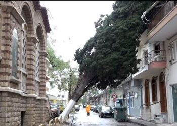 Θεσσαλονίκη: Πεσμένο δέντρο «σκεπάζει» πολυκατοικία για πέντε ολόκληρες μέρες