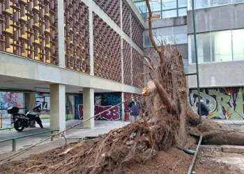 Βομβαρδισμένο τοπίο το ΑΠΘ μετά την κακοκαιρία Bora – Φοιτητές καταγγέλλουν ανευθυνότητα της πρυτανείας (φωτο)