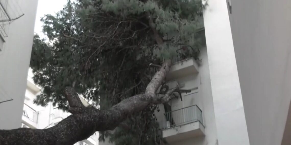 Θεσσαλονίκη: Δέντρο έπεσε σε πολυκατοικία εξαιτίας της κακοκαιρίας Bora και παραμένει για μέρες πάνω στο κτήριο (video)