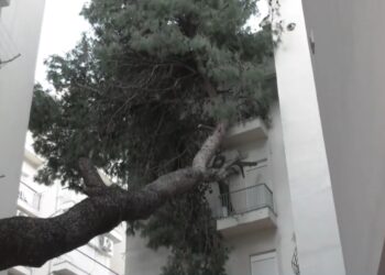 Θεσσαλονίκη: Δέντρο έπεσε σε πολυκατοικία εξαιτίας της κακοκαιρίας Bora και παραμένει για μέρες πάνω στο κτήριο (video)