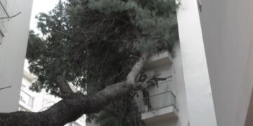 Θεσσαλονίκη: Δέντρο έπεσε σε πολυκατοικία εξαιτίας της κακοκαιρίας Bora και παραμένει για μέρες πάνω στο κτήριο (video)