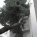 Θεσσαλονίκη: Δέντρο έπεσε σε πολυκατοικία εξαιτίας της κακοκαιρίας Bora και παραμένει για μέρες πάνω στο κτήριο (video)