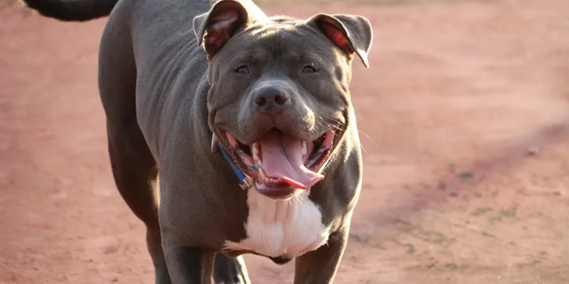 Θεσσαλονίκη: Πιτ μπουλ επιτέθηκε σε περαστικό – Στο νοσοκομείο το θύμα