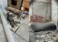 Θεσσαλονίκη: Βρέθηκε ο άνδρας που σκότωσε γάτες στην Τούμπα – Πρόστιμο 60.000 ευρώ