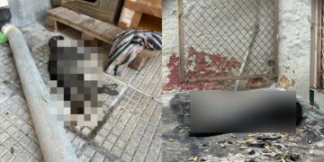 Κτηνωδία στη Θεσσαλονίκη: Νεκρές 16 γάτες από δηλητήριο σε γειτονιά της Τούμπας- Σκληρές εικόνες