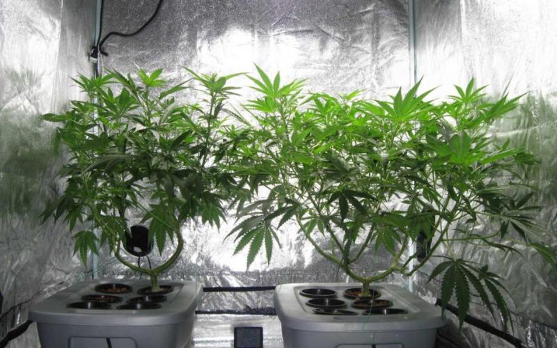 Θεσσαλονίκη: Αυτοσχέδιο εργαστήριο υδροπονικής καλλιέργειας κάνναβης σε διαμέρισμα