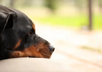 Θεσσαλονίκη: Απείλησε με το… ροτβάιλέρ του υπάλληλο να του πιστώσει 60 ευρώ σε στοιχηματική εφαρμογή