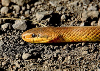 Αναστάτωση στη Καλαμαριά: Εντοπίστηκε φίδι σε δρόμο της Καλαμαριάς – Ειδικός ερπετολόγος κλήθηκε στο σημείο