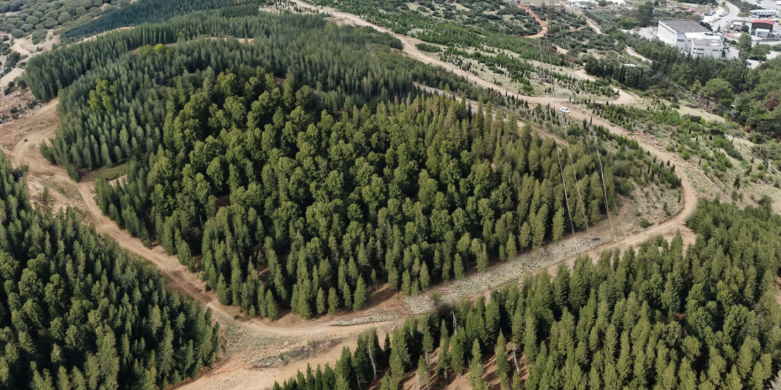 Το νέο δάσος αναψυχής στην Ευκαρπία: Έργο πνοής με καθυστερήσεις και υψηλές προσδοκίες