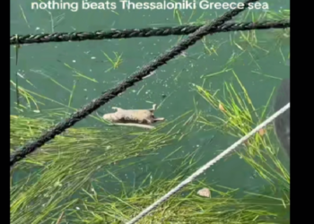 Νεκρά ποντίκια στον Θερμαϊκό στο πιο τουριστικό σημείο