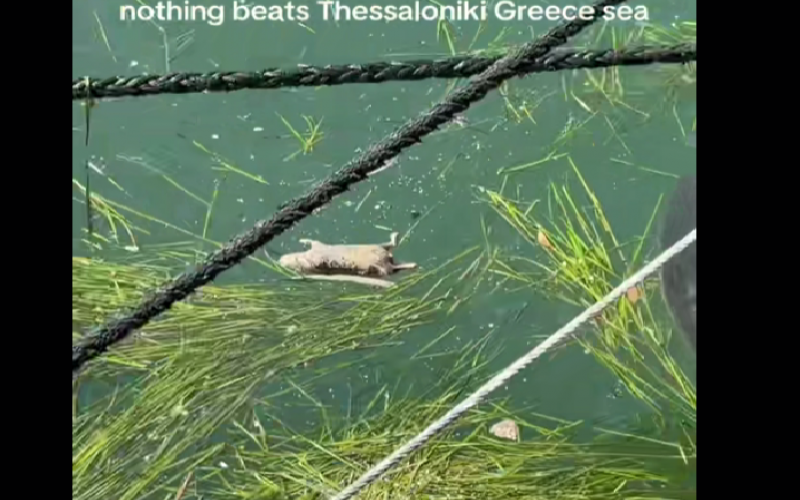 Νεκρά ποντίκια στον Θερμαϊκό στο πιο τουριστικό σημείο