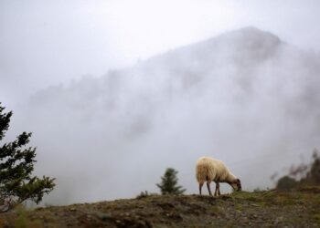 Έσφαξε αρνί στο Σέιχ Σου για να τιμήσει το κουρμπάνι – Κακουργηματική δίωξη σε 51χρονο
