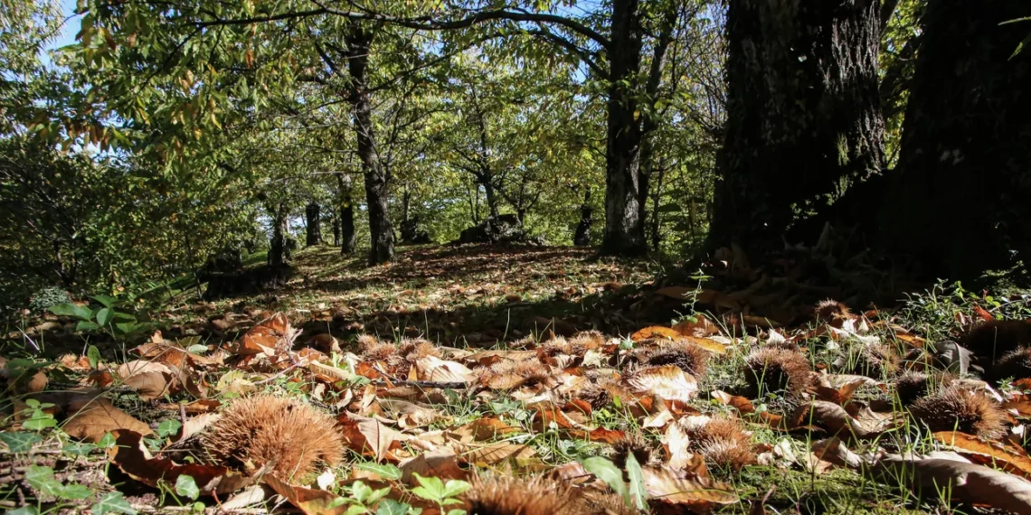 Αρέθουσα: Χειροπέδες σε 65χρονο για παράνομη υλοτομία – Δεσμεύθηκαν περίπου τρεις τόνοι ξυλείας