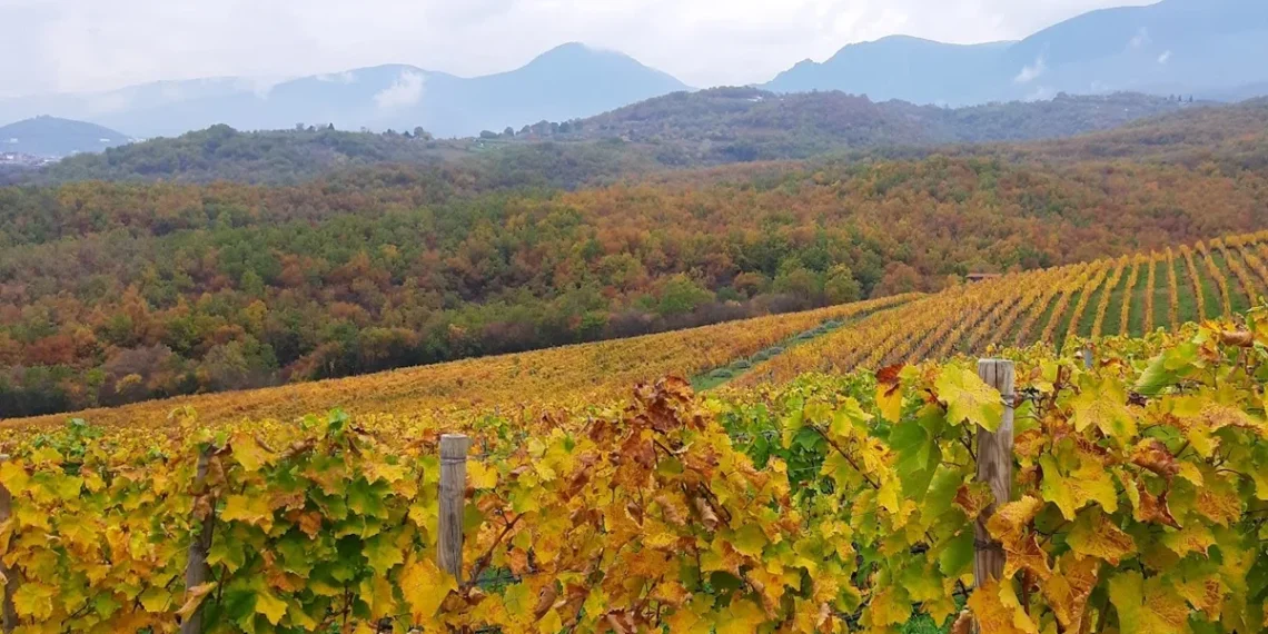 Β. Ελλάδα: 28 οινοποιία ανοίγουν τις πόρτες τους σήμερα με δωρεάν είσοδο για τους λάτρεις του κρασιού – Ποια στη Θεσσαλονίκη