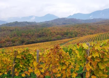 Β. Ελλάδα: 28 οινοποιία ανοίγουν τις πόρτες τους σήμερα με δωρεάν είσοδο για τους λάτρεις του κρασιού – Ποια στη Θεσσαλονίκη