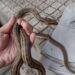 Λαφιάτης… φαντομάς αναστάτωσε γειτονιά στον Εύοσμο- “Τρεις μήνες τον κυνηγούσα” – Δείτε βίντεο