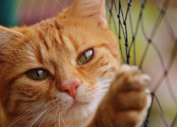 Φρίκη στον Εύοσμο: Ζευγάρι εκτρέφει γάτες για να τις τρώει