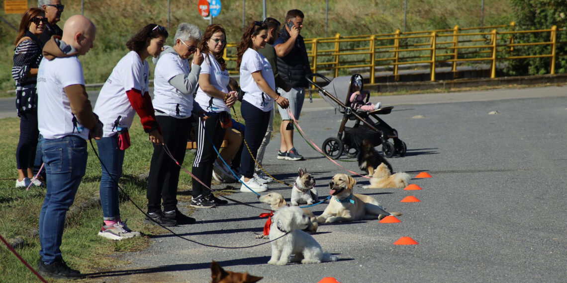 Δήμος Κορδελιού – Ευόσμου: Πρόστιμα από 100 – 1000 ευρώ σε ιδιοκτήτες δεσποζόμενων ζώων – “Μπαράζ” ελέγχων