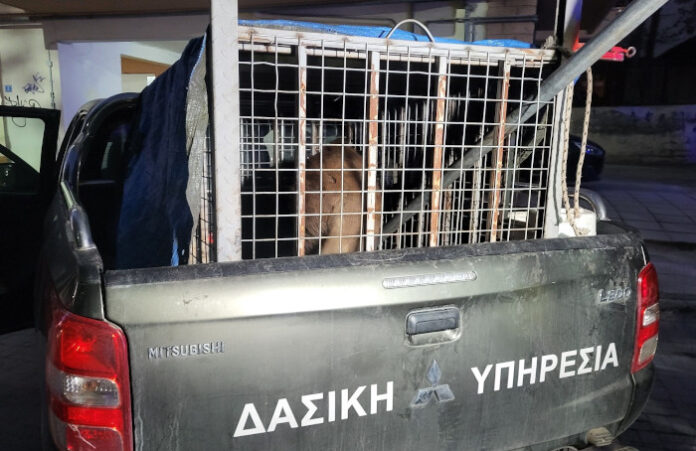 Eύοσμος: Το αγριογούρουνο «συνελήφθη» από τη Δασική Υπηρεσία