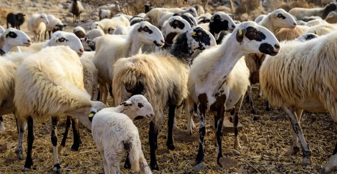 Μικρό Μοναστήρι: Άρχισε η θανάτωση των αιγοπροβάτων που μολύνθηκαν από ευλογιά (βίντεο)