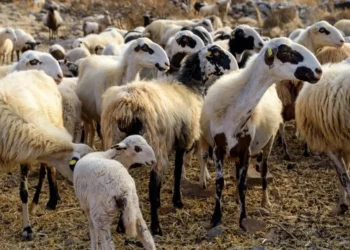 Μικρό Μοναστήρι: Άρχισε η θανάτωση των αιγοπροβάτων που μολύνθηκαν από ευλογιά (βίντεο)