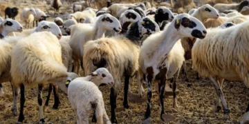 Μικρό Μοναστήρι: Άρχισε η θανάτωση των αιγοπροβάτων που μολύνθηκαν από ευλογιά (βίντεο)
