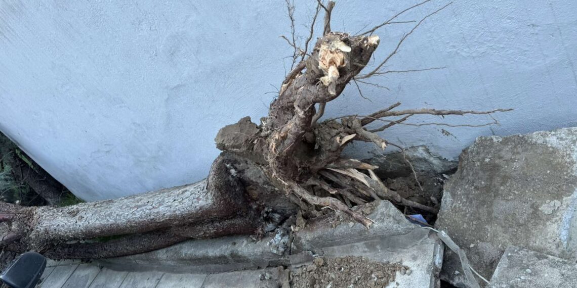 Δήμος Κορδελιού – Ευόσμου: 40 επεμβάσεις σε 48 ώρες από την Αντιδημαρχία Πρασίνου