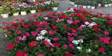 Δήμος Αμπελοκήπων – Μενεμένης: «Πλημμυρίζει» λουλούδια και φυτά – Ανθοέκθεση για 10 μέρες