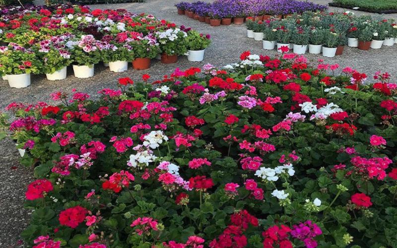 Δήμος Αμπελοκήπων – Μενεμένης: «Πλημμυρίζει» λουλούδια και φυτά – Ανθοέκθεση για 10 μέρες