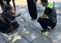 Δήμος Κορδελιού-Ευόσμου: 142 έλεγχοι και 20 “καμπάνες” σε ιδιοκτήτες ζώων συντροφιάς τον Σεπτέμβριο